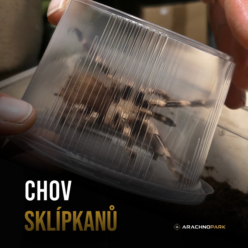 Chov sklípkanů